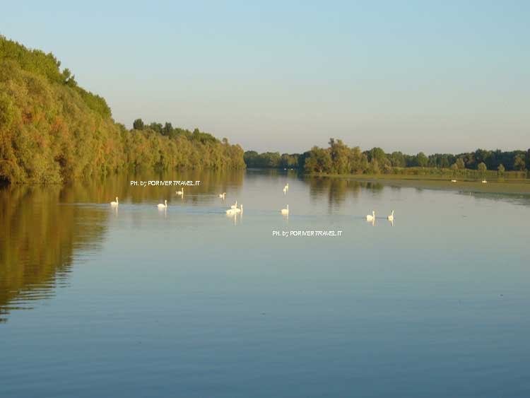 Mantova laghi, i cigni